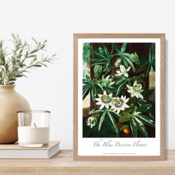 ARTZE Vintage Floral Exhibition - Blue Passion Flower Framed Print SIZE: A2 with Oak Frame in Green - Size: A4 - thumbnail 2