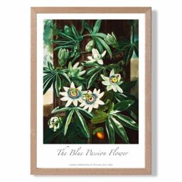 ARTZE Vintage Floral Exhibition - Blue Passion Flower Framed Print SIZE: A2 with Oak Frame in Green - Size: A4