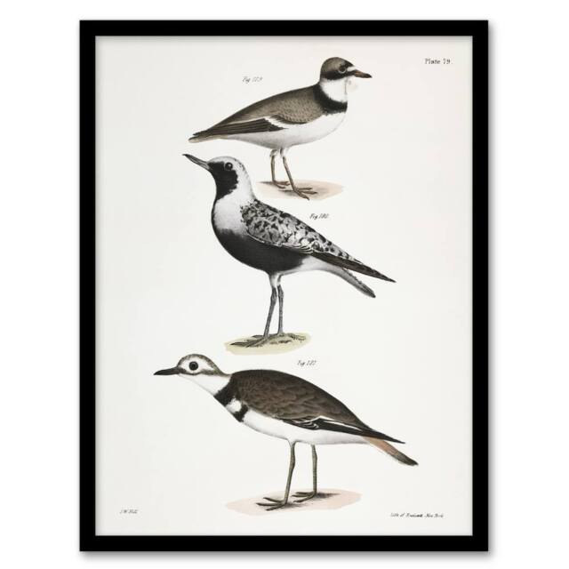 Artery8 James De Kay Ring Plover Snipe & Kildeer Framed Wall Art Print in White - Size: A4 - image 1
