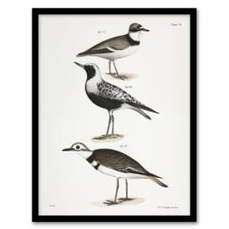 Artery8 James De Kay Ring Plover Snipe & Kildeer Framed Wall Art Print in White - Size: A4 - thumbnail 1
