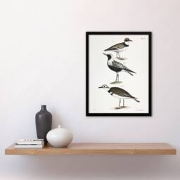Artery8 James De Kay Ring Plover Snipe & Kildeer Framed Wall Art Print in White - Size: A4 - thumbnail 4