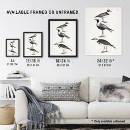 Artery8 James De Kay Ring Plover Snipe & Kildeer Framed Wall Art Print in White - Size: A4 - thumbnail 3