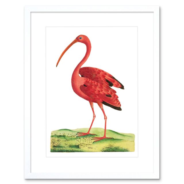 "Artery8 Wall Art Print Bird Scarlet Ibis Art Framed 9x7 inch in White - Size: W7"" x H9""" - image 1