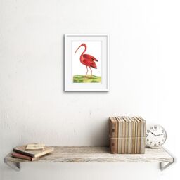 "Artery8 Wall Art Print Bird Scarlet Ibis Art Framed 9x7 inch in White - Size: W7"" x H9""" - thumbnail 2