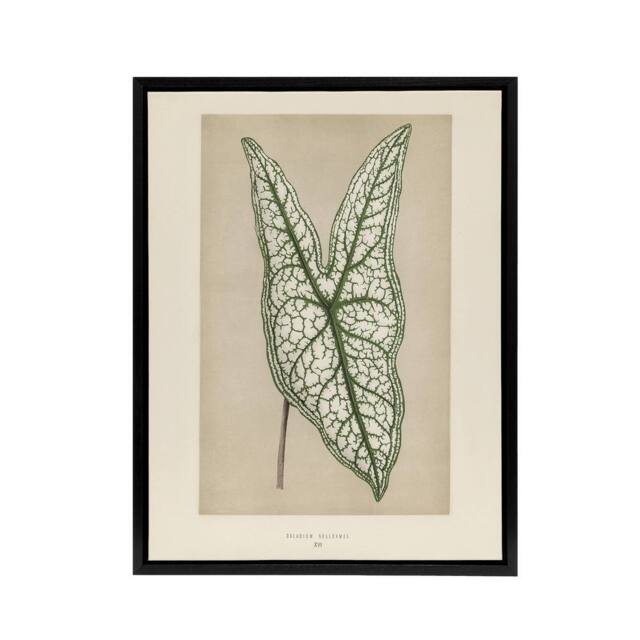 "Artery8 Vintage Botanical Caladium Belleymel Leaf Fawcett Framed Canvas Art in Beige - Size: W24"" x H32""" - image 1