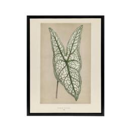 "Artery8 Vintage Botanical Caladium Belleymel Leaf Fawcett Framed Canvas Art in Beige - Size: W24"" x H32""" - thumbnail 1