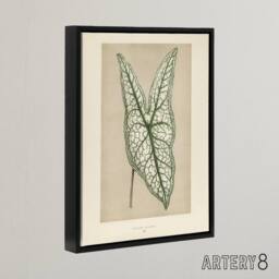 "Artery8 Vintage Botanical Caladium Belleymel Leaf Fawcett Framed Canvas Art in Beige - Size: W24"" x H32""" - thumbnail 2