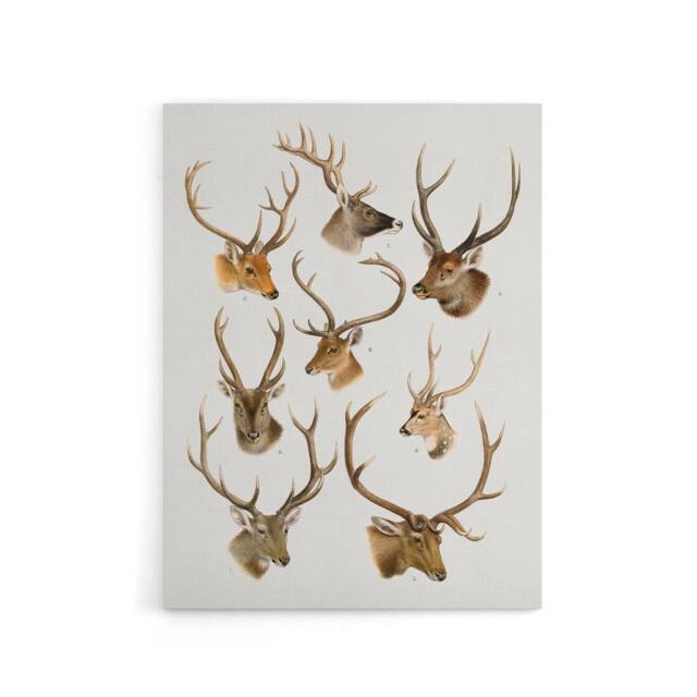 "Artery8 Vintage Illustration of Deer Species Lydekker Canvas Wall Art in White - Size: W18"" x H24""" - image 1