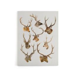 "Artery8 Vintage Illustration of Deer Species Lydekker Canvas Wall Art in White - Size: W18"" x H24""" - thumbnail 1