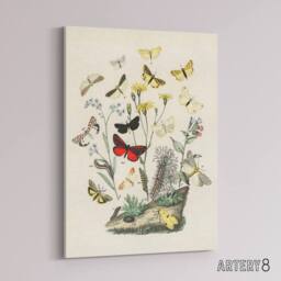 "Artery8 Small Butterflies Caterpillars Kirby Vintage Canvas Wall Art in White - Size: W24"" x H32""" - thumbnail 2