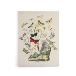 "Artery8 Small Butterflies Caterpillars Kirby Vintage Canvas Wall Art in White - Size: W24"" x H32""" - thumbnail 1