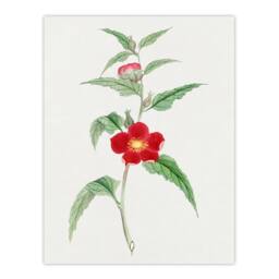 "Artery8 Pomegranate Flower Japan Wall Art Print Vintage Japanese Floral in Green - Size: W12"" x H16""" - thumbnail 1
