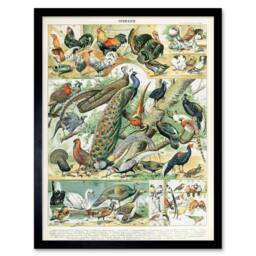 "Artery8 Millot Encyclopedia Page Birds Peacock Chicken 12x16"" Framed Art Print - Size: W12"" x H16""" - thumbnail 1
