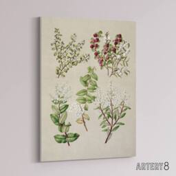 "Artery8 New Zealand Gaultheria Flowering Plant Featon Canvas Wall Art Print in Beige - Size: W18"" x H24""" - thumbnail 2