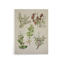 "Artery8 New Zealand Gaultheria Flowering Plant Featon Canvas Wall Art Print in Beige - Size: W18"" x H24""" - thumbnail 1