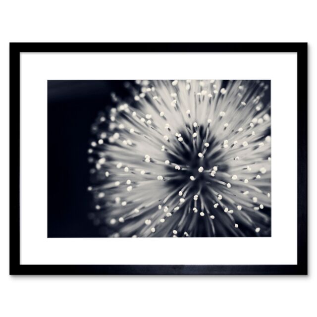 Artery8 Macro Photoghraph Plant Flower Pollen Black & White Beautiful Nature Close Up Picture Framed Wall Art Print Picture 12X16 inch - image 1