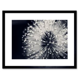 Artery8 Macro Photoghraph Plant Flower Pollen Black & White Beautiful Nature Close Up Picture Framed Wall Art Print Picture 12X16 inch - thumbnail 1