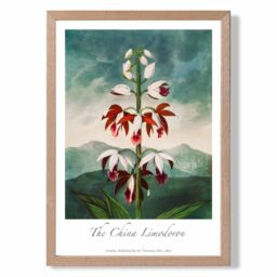 ARTZE Vintage Floral Exhibition - The China Limodoron Framed Print SIZE: A2 with Oak Frame in Red - Size: A4