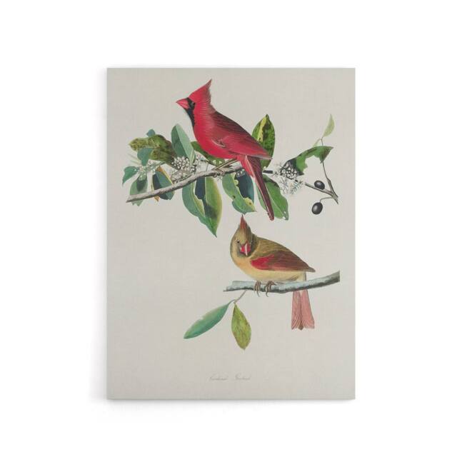 "Artery8 Cardinal Grosbeak Bird Audubon Nature Canvas Wall Art in White - Size: W18"" x H24""" - image 1