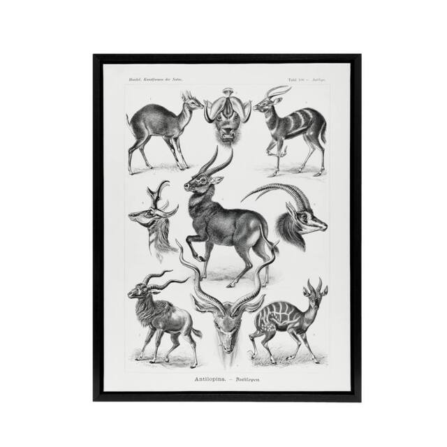 "Artery8 Antelope Savanna Africa Haeckel Botanical Black Framed Canvas Wall Art in White - Size: W12"" x H16""" - image 1
