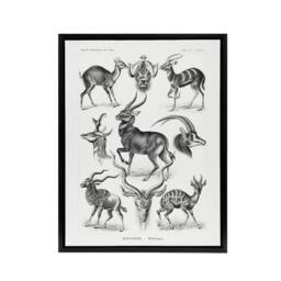 "Artery8 Antelope Savanna Africa Haeckel Botanical Black Framed Canvas Wall Art in White - Size: W12"" x H16""" - thumbnail 1