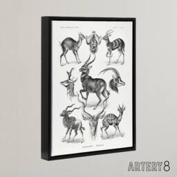 "Artery8 Antelope Savanna Africa Haeckel Botanical Black Framed Canvas Wall Art in White - Size: W12"" x H16""" - thumbnail 2