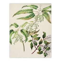 Artery8 Sarah Featon Framed Wall Art New Zealand Ongaonga Tree Nettle Plant in Beige - Size: A4 - thumbnail 3
