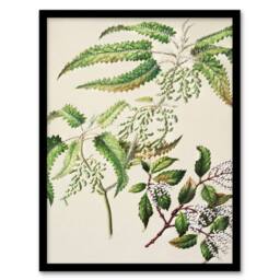 Artery8 Sarah Featon Framed Wall Art New Zealand Ongaonga Tree Nettle Plant in Beige - Size: A4 - thumbnail 1