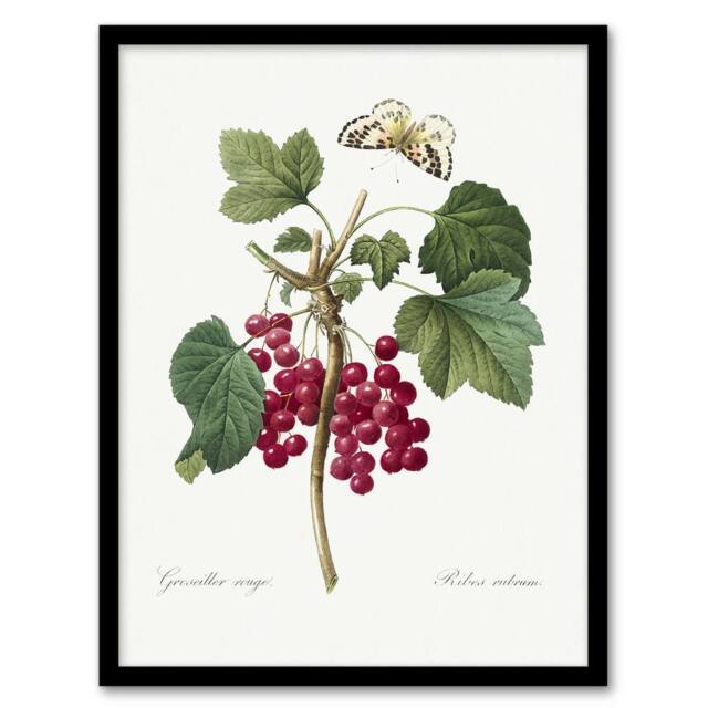 Artery8 Redcurrant Berries & Butterfly Redoute Vintage Framed Wall Art Print in White - Size: A4 - image 1