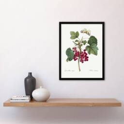 Artery8 Redcurrant Berries & Butterfly Redoute Vintage Framed Wall Art Print in White - Size: A4 - thumbnail 4