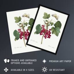 Artery8 Redcurrant Berries & Butterfly Redoute Vintage Framed Wall Art Print in White - Size: A4 - thumbnail 2