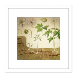 Artery8 Heubach Anemone Nemorosa Botanical Illustration 8X8 Inch Square Wooden Framed Wall Art Print Picture with Mount in White