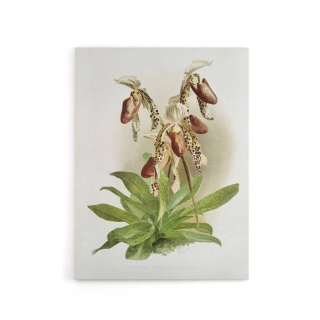 "Artery8 Frederick Sander Cypripedium Morganiae Orchid Flowers Canvas Art Print - Size: W12"" x H16""" - image 1