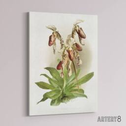 "Artery8 Frederick Sander Cypripedium Morganiae Orchid Flowers Canvas Art Print - Size: W12"" x H16""" - thumbnail 2