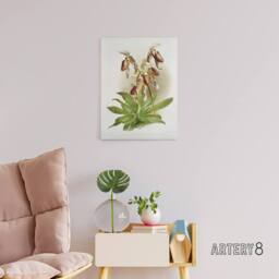 "Artery8 Frederick Sander Cypripedium Morganiae Orchid Flowers Canvas Art Print - Size: W12"" x H16""" - thumbnail 3