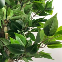 Leaf 110cm Artificial Evergreen Ficus Tree in Green - thumbnail 5