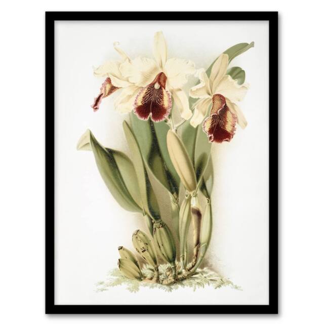 Artery8 Frederick Sander Cattleya Aurea Orchid Flowers Framed Wall Art Print in White - Size: A4 - image 1
