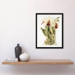 Artery8 Frederick Sander Cattleya Aurea Orchid Flowers Framed Wall Art Print in White - Size: A4 - thumbnail 4