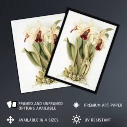 Artery8 Frederick Sander Cattleya Aurea Orchid Flowers Framed Wall Art Print in White - Size: A4 - thumbnail 2
