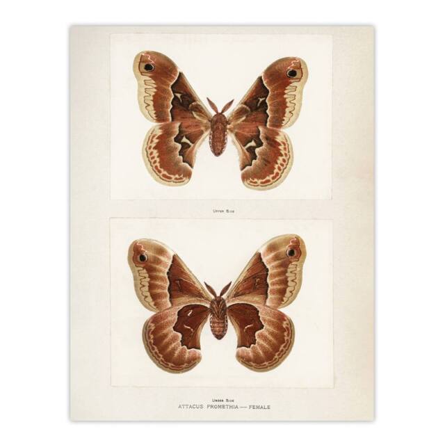 "Artery8 Promethea Silkmoth Female Sherman Denton Wall Art Poster Print in White - Size: W18"" x H24""" - image 1
