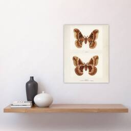 "Artery8 Promethea Silkmoth Female Sherman Denton Wall Art Poster Print in White - Size: W18"" x H24""" - thumbnail 4