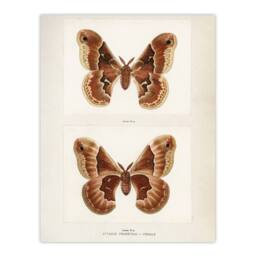 "Artery8 Promethea Silkmoth Female Sherman Denton Wall Art Poster Print in White - Size: W18"" x H24""" - thumbnail 1