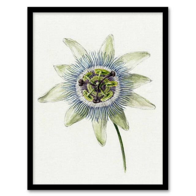 Artery8 Passion Flower Bloom Floral Drawing Bernard Framed Wall Art Print in White - Size: A4 - image 1