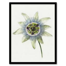Artery8 Passion Flower Bloom Floral Drawing Bernard Framed Wall Art Print in White - Size: A4 - thumbnail 1