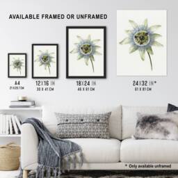 Artery8 Passion Flower Bloom Floral Drawing Bernard Framed Wall Art Print in White - Size: A4 - thumbnail 3