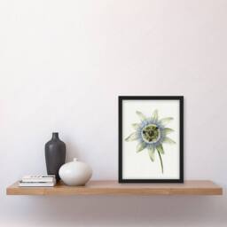 Artery8 Passion Flower Bloom Floral Drawing Bernard Framed Wall Art Print in White - Size: A4 - thumbnail 4
