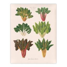 Artery8 Ernst Benary Beet & Swiss Chard Vintage Botanical Framed Art Print in White - Size: A4 - thumbnail 3