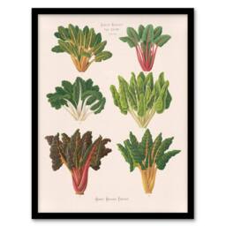 Artery8 Ernst Benary Beet & Swiss Chard Vintage Botanical Framed Art Print in White - Size: A4 - thumbnail 1