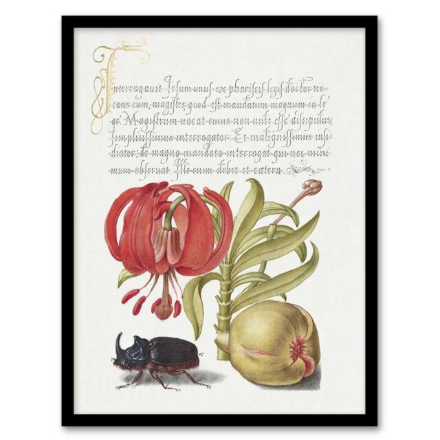 Artery8 Turks Cap Lily Fig & Beetle Calligraphy Framed Wall Art Print in White - Size: A4 - image 1