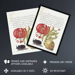 Artery8 Turks Cap Lily Fig & Beetle Calligraphy Framed Wall Art Print in White - Size: A4 - thumbnail 2